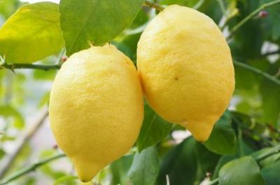 Citron - 500G Fruits