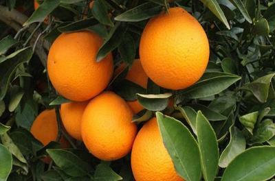 Orange De Table - 500G Fruits