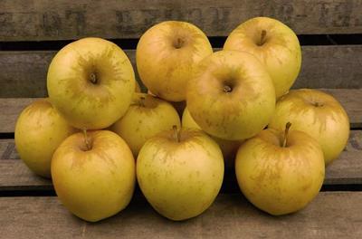 Pomme Chanteclerc - 500G Fruits