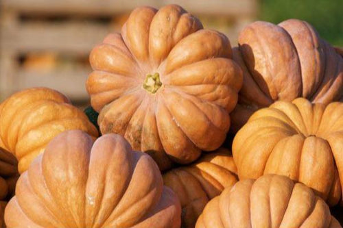 Courge Muscade - 1Kg Légumes