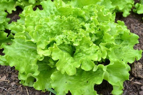 Salade Batavia - La Pièce Légumes