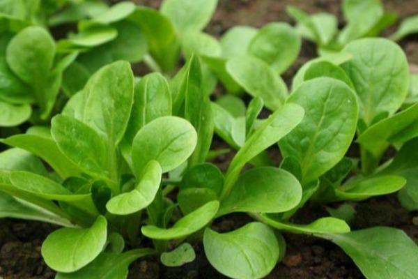 Salade Mâche - 100G Légumes