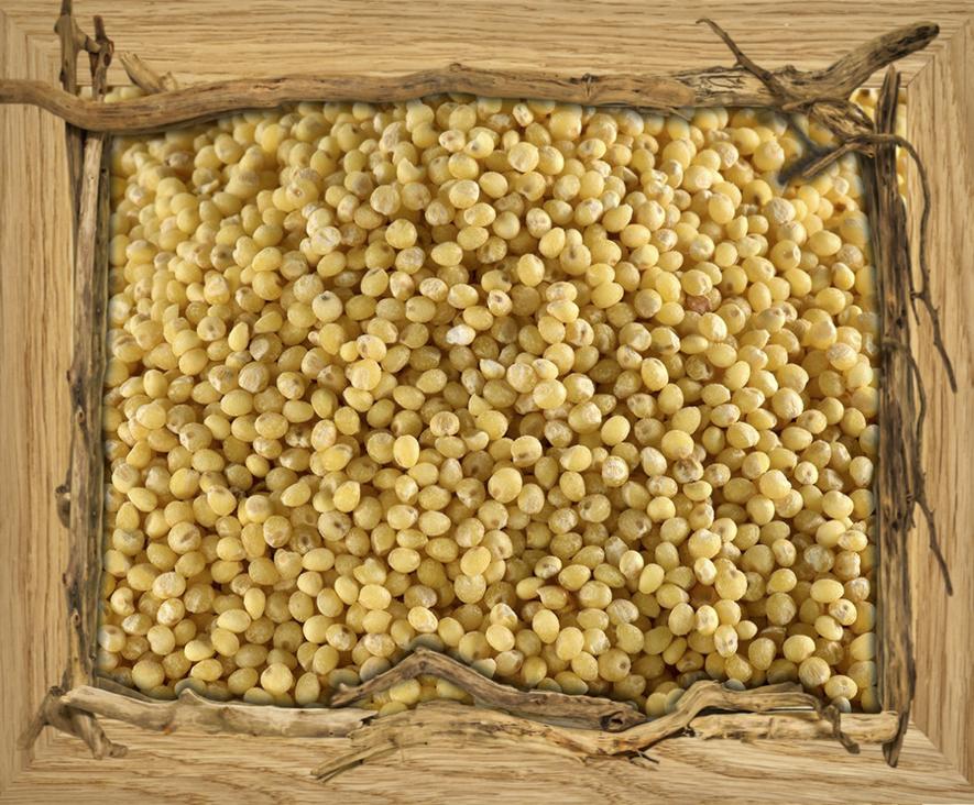 Millet - 500G Céréales & Graines Vrac